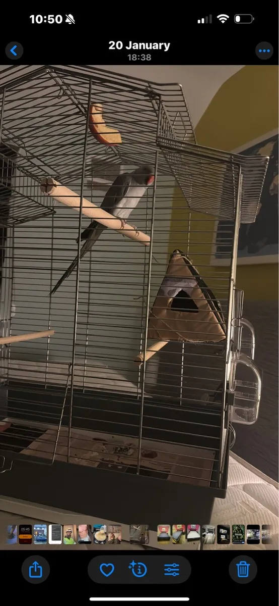 Ringneck - Image 2