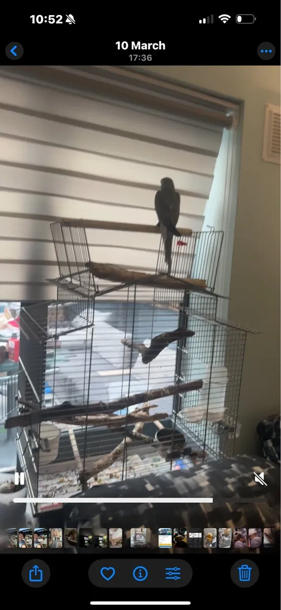 Ringneck - Image 4