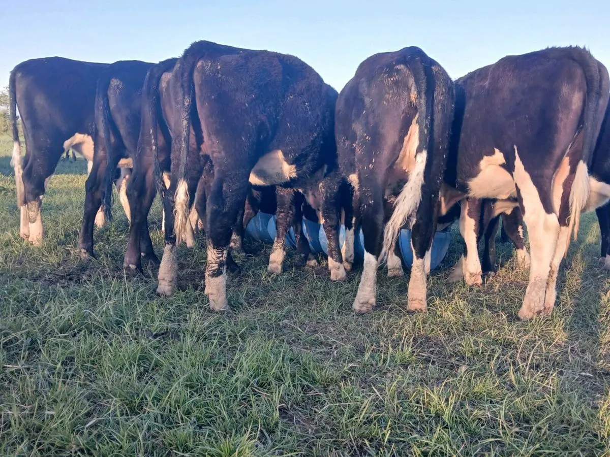 10 Hereford Heifers - Image 1