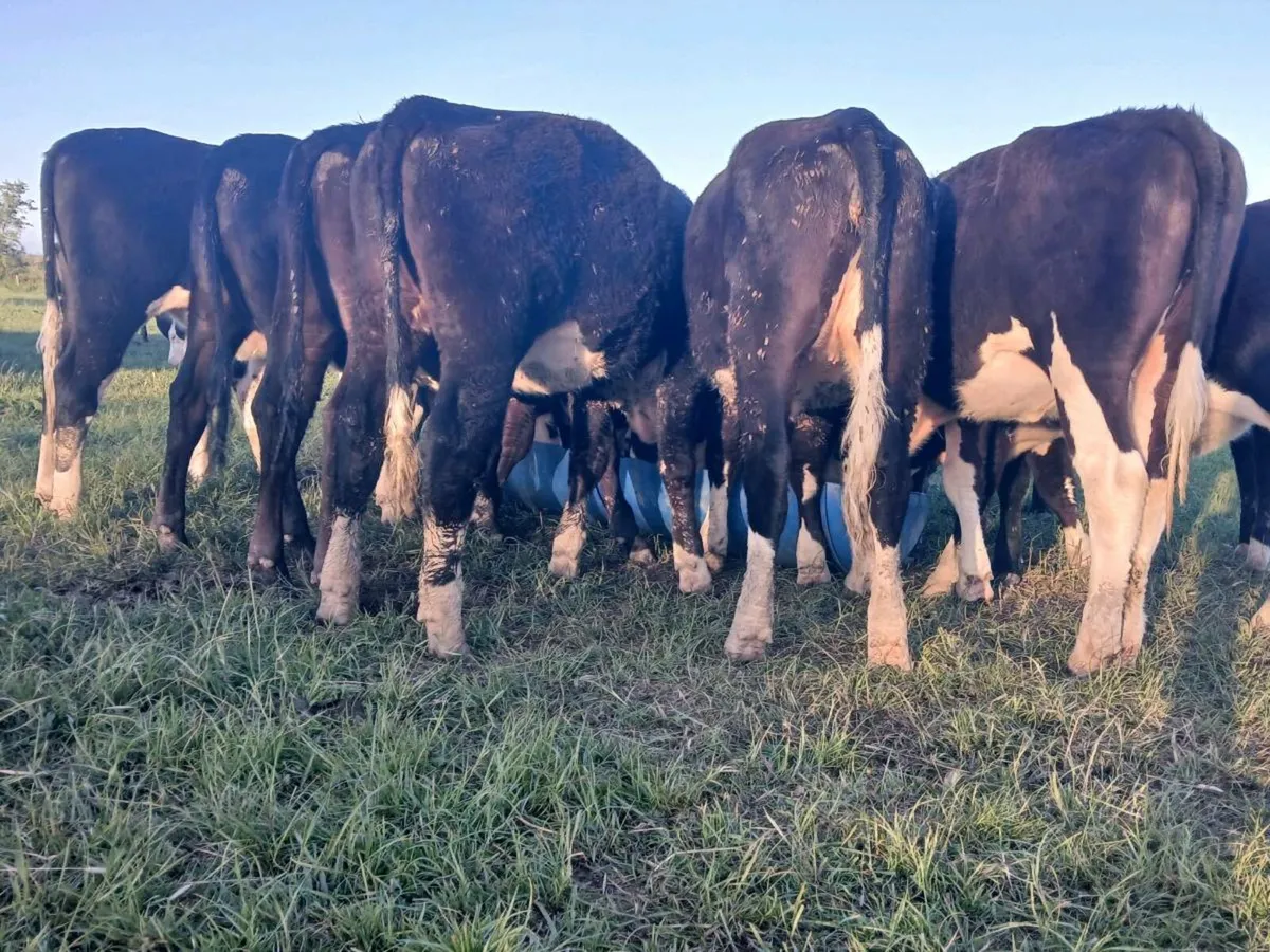 10 Hereford Heifers - Image 2
