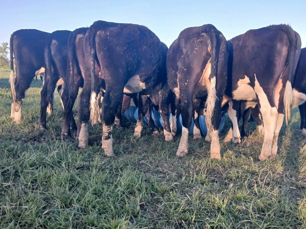 10 Hereford Heifers - Image 3