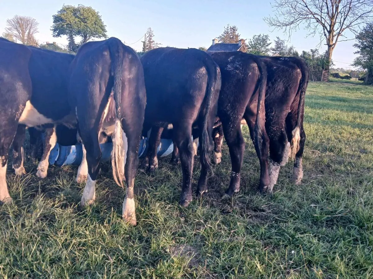 10 Hereford Heifers - Image 4