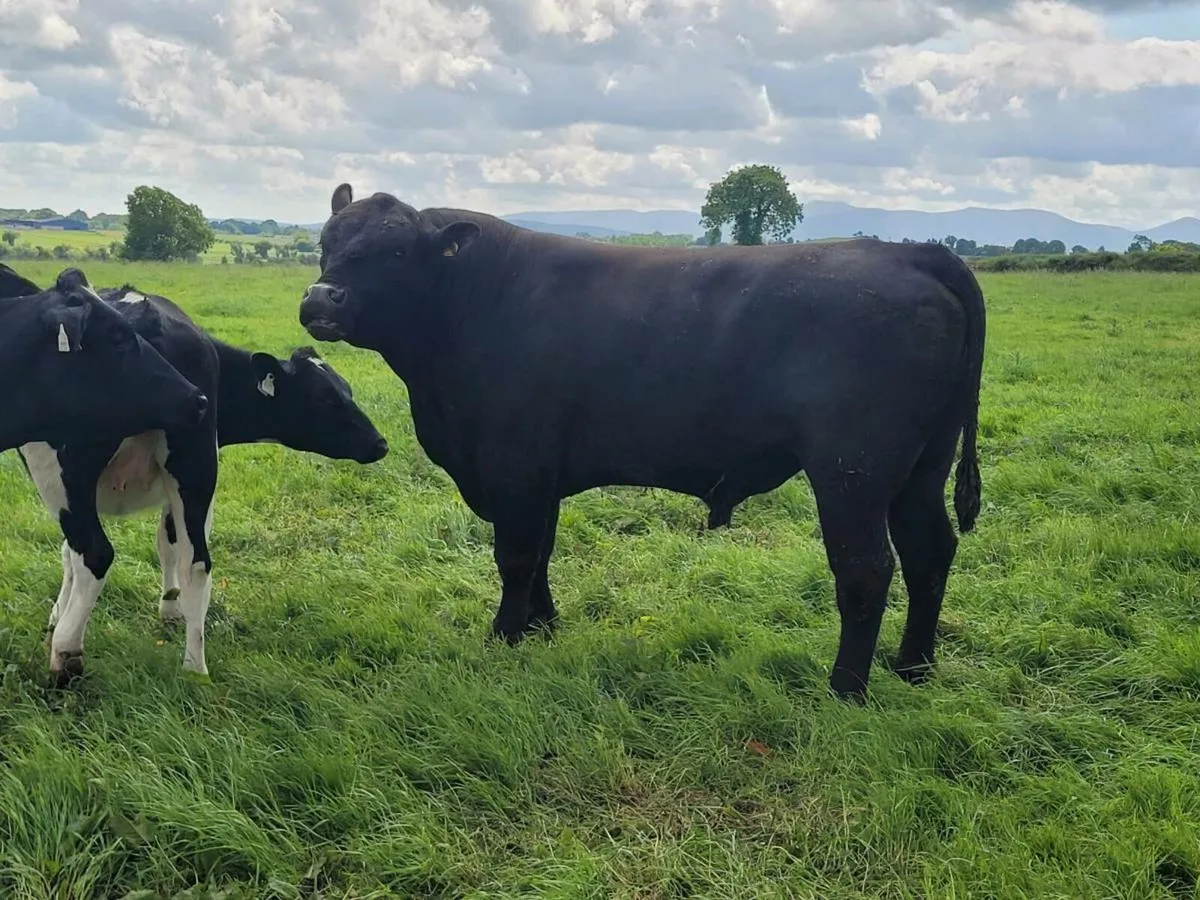 AA bull - Image 1