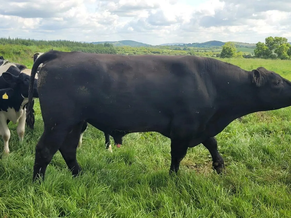 AA bull - Image 2