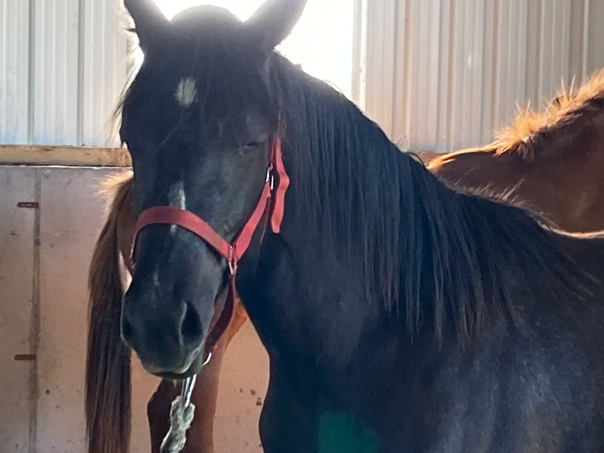 Black yearling filly for sale - Image 2