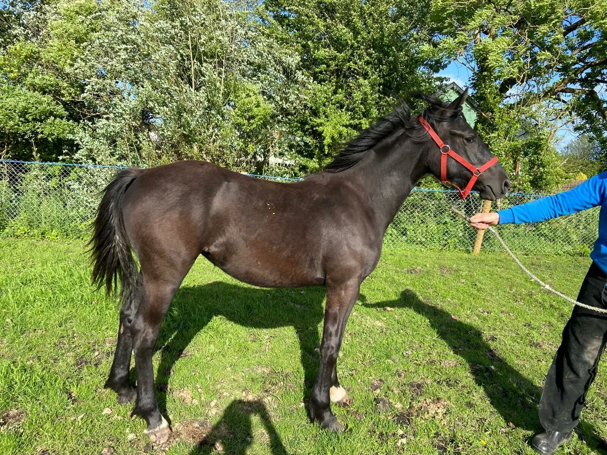 Black yearling filly for sale - Image 3