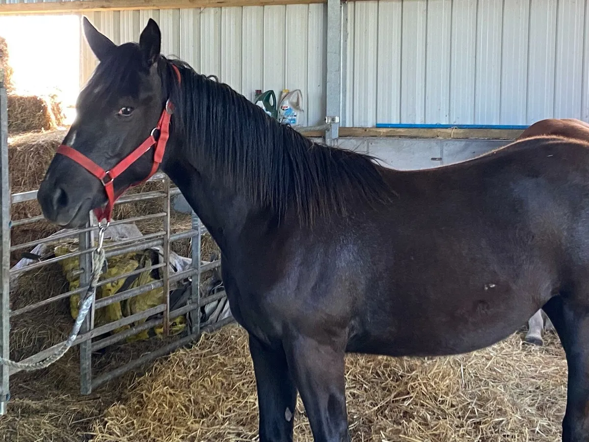 Black yearling filly for sale - Image 4