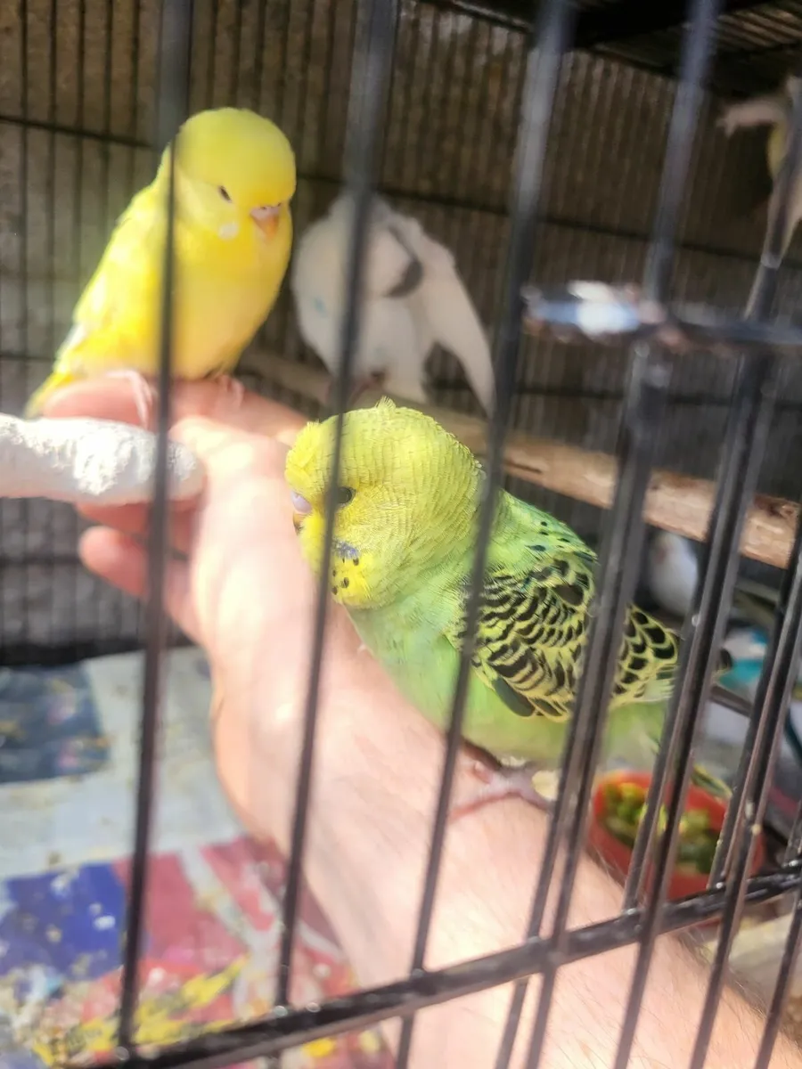 Budgies - Image 2