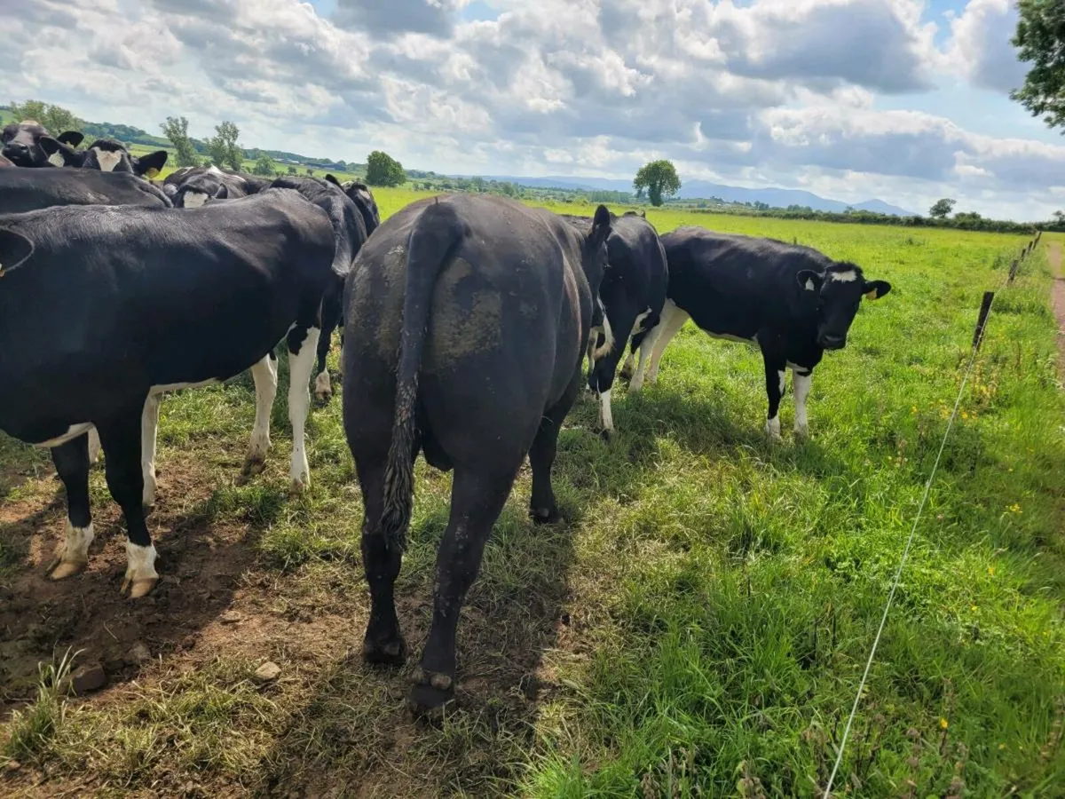 AA bull - Image 3