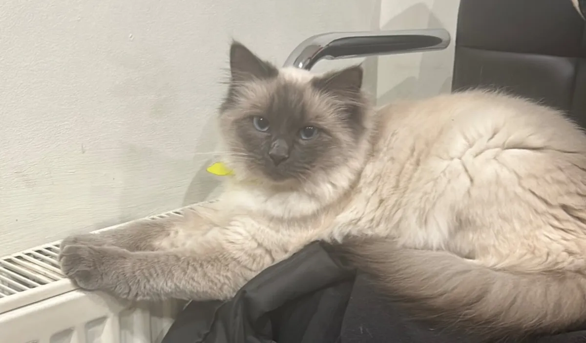 Cat - Ragdoll - Image 1