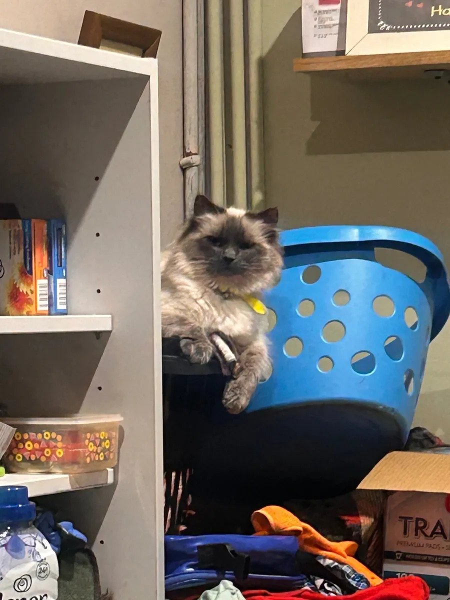 Cat - Ragdoll - Image 2