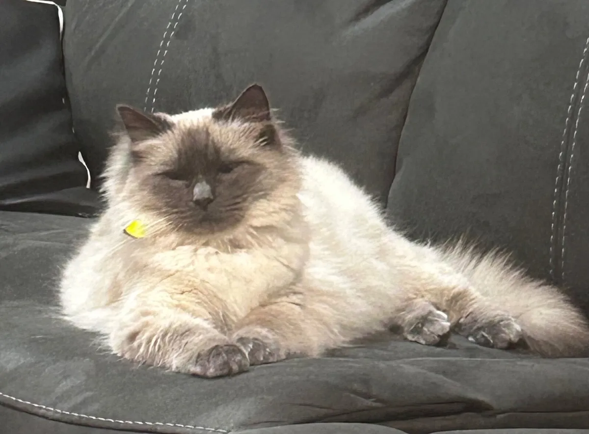 Cat - Ragdoll - Image 3