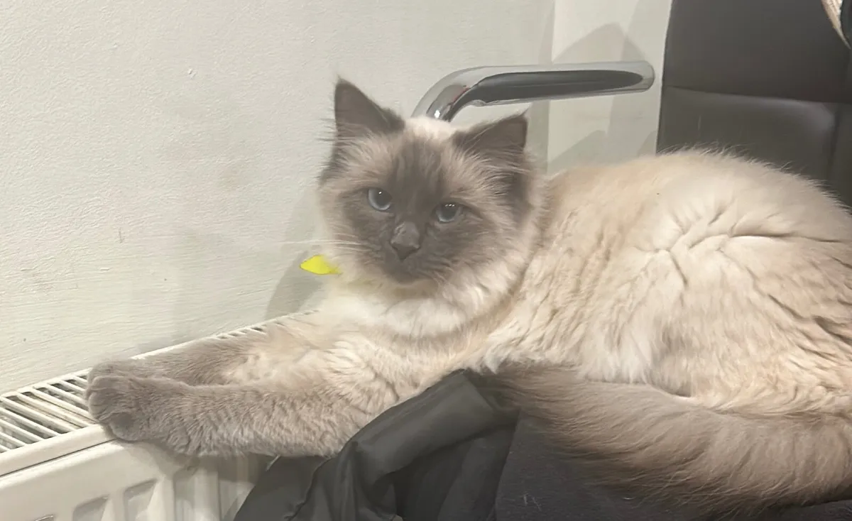 Cat - Ragdoll - Image 4
