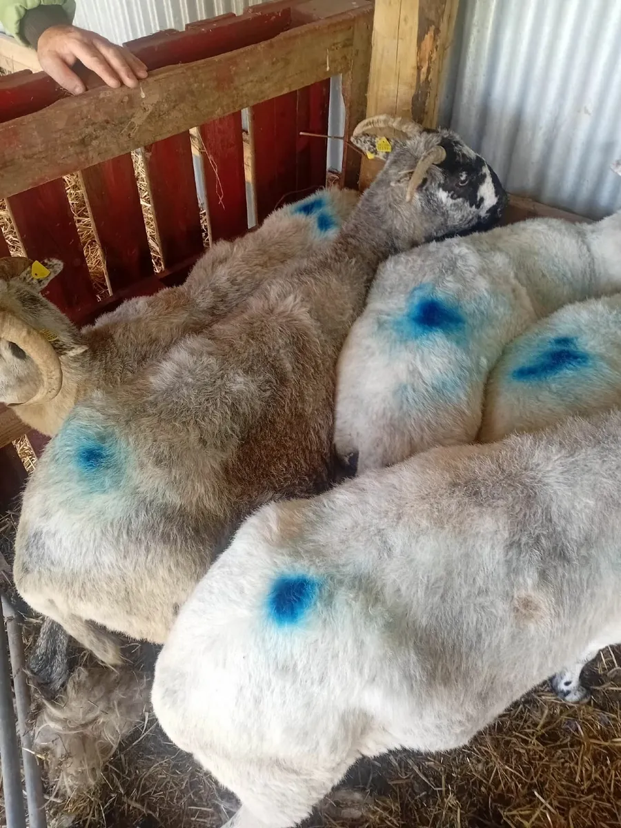 Sheep - Image 1