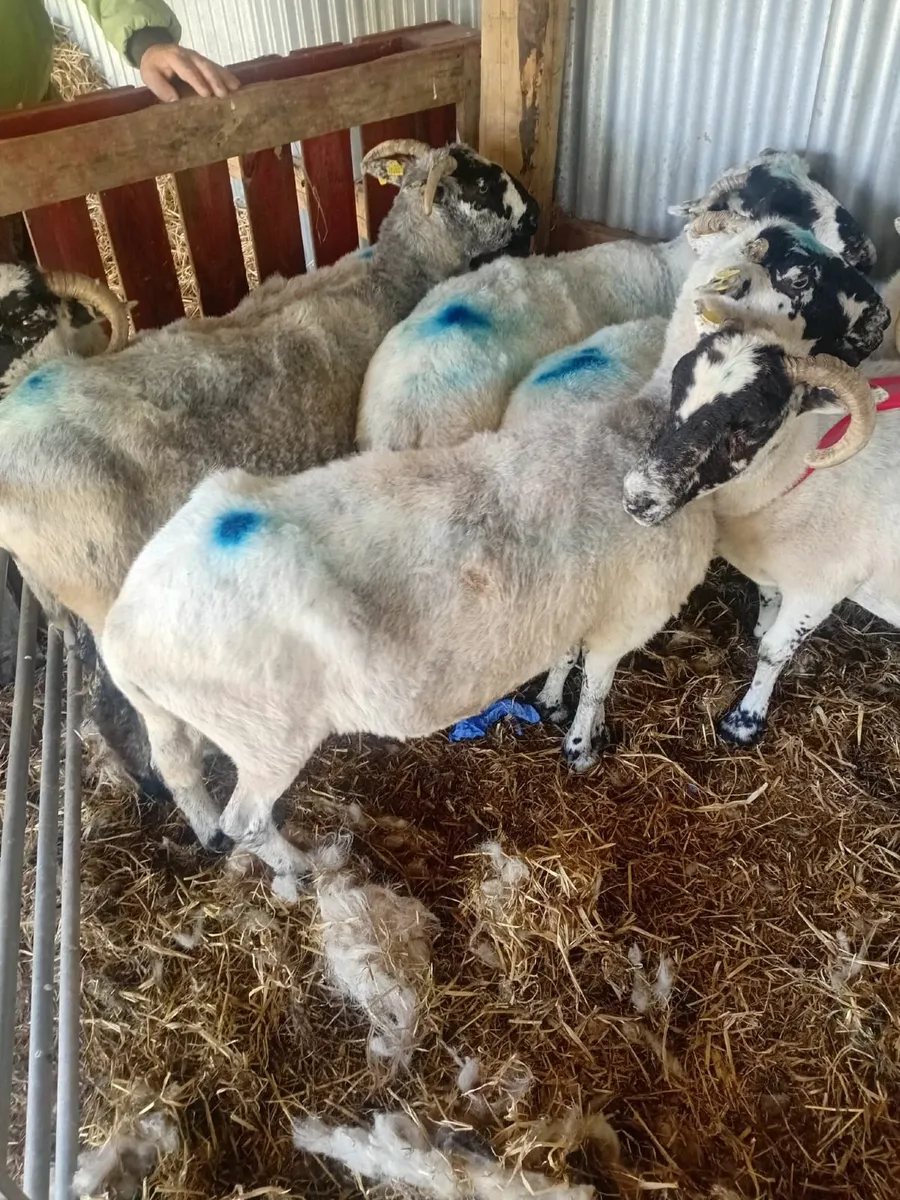 Sheep - Image 2