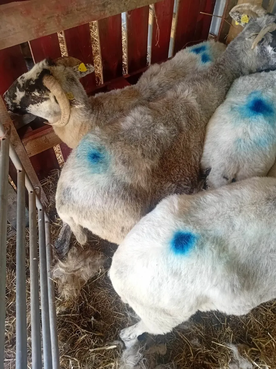 Sheep - Image 3