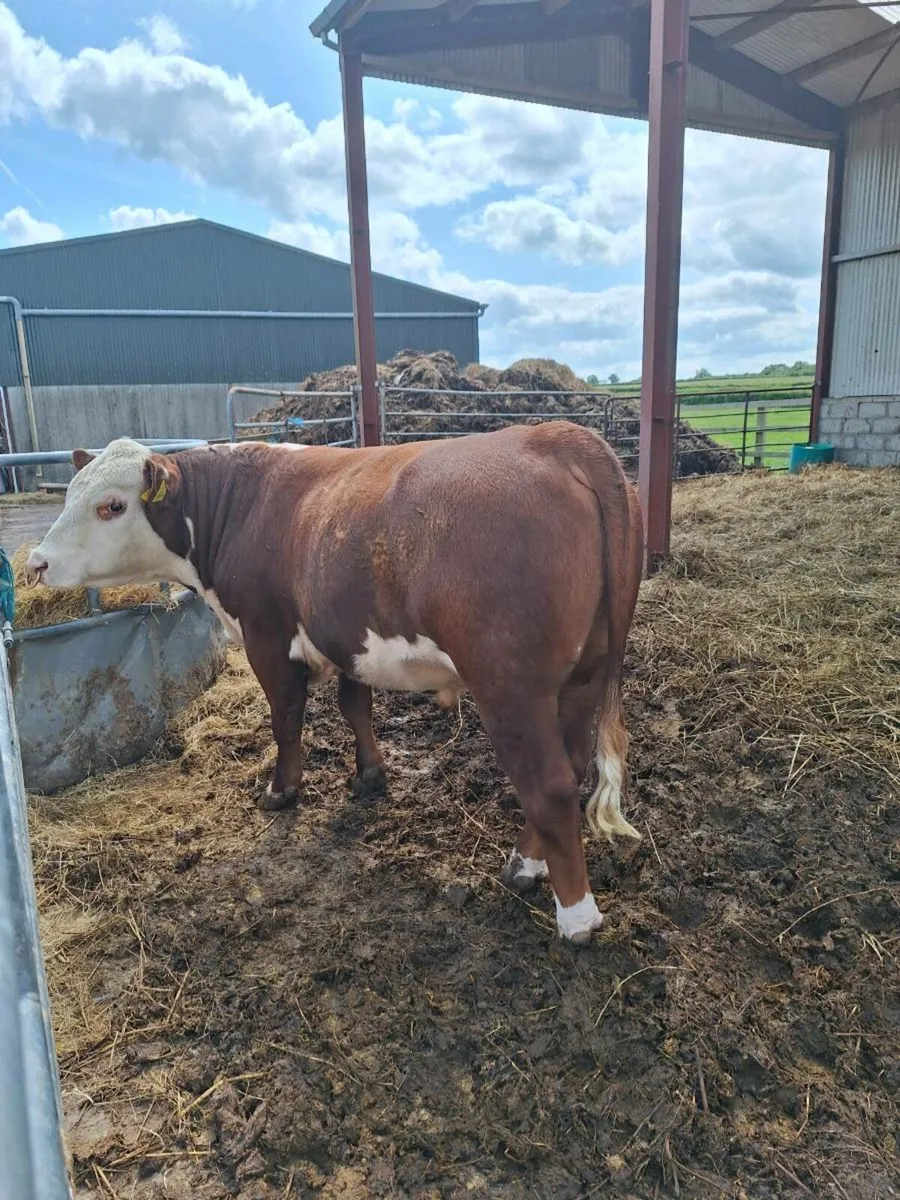 Polled Hereford bull for heifers - Image 1