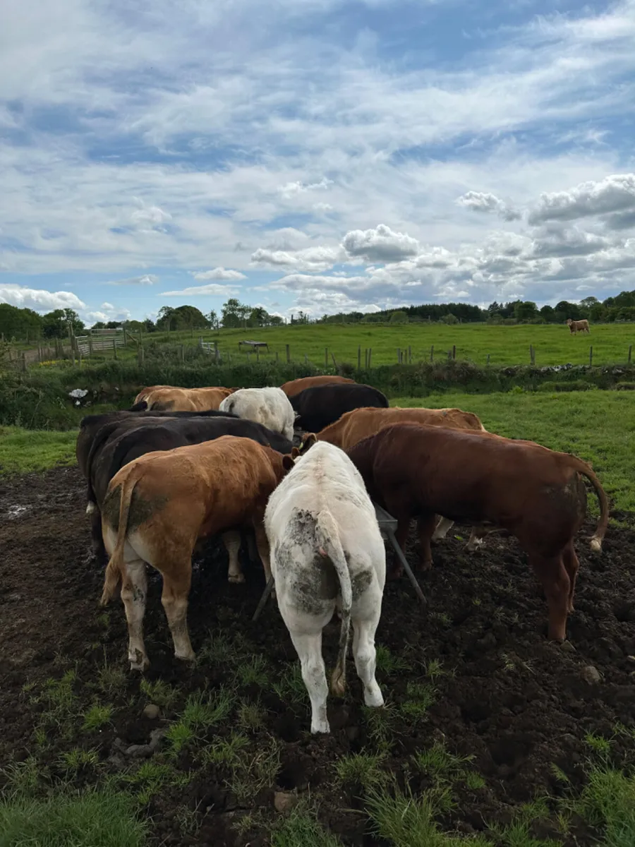 Lim and Charolais bullocks - Image 2