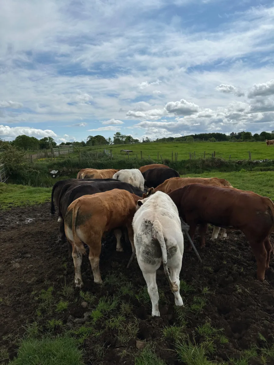 Lim and Charolais bullocks - Image 1