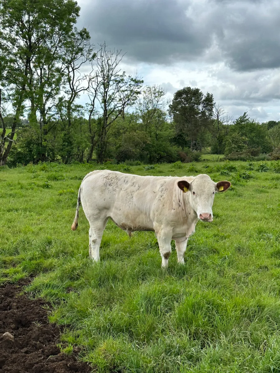 Lim and Charolais bullocks - Image 3