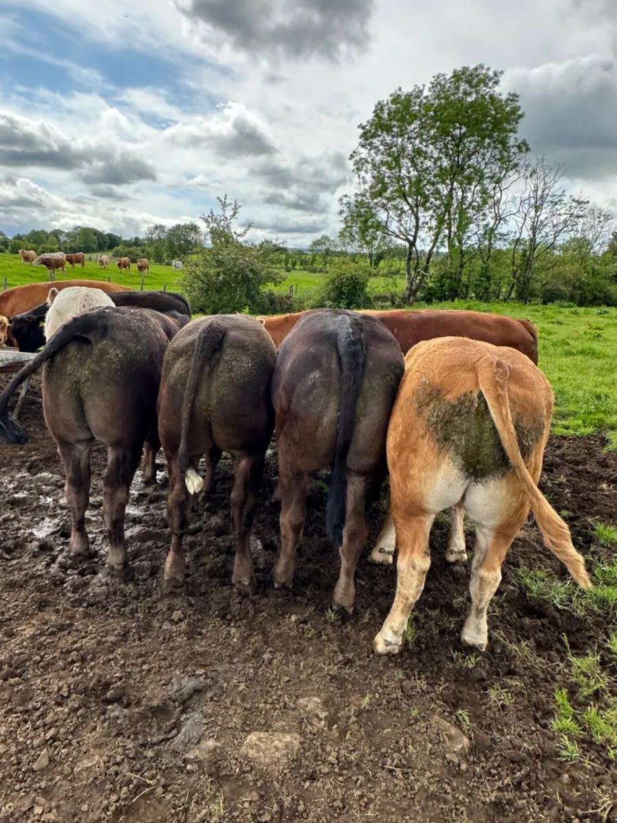 Lim and Charolais bullocks - Image 4