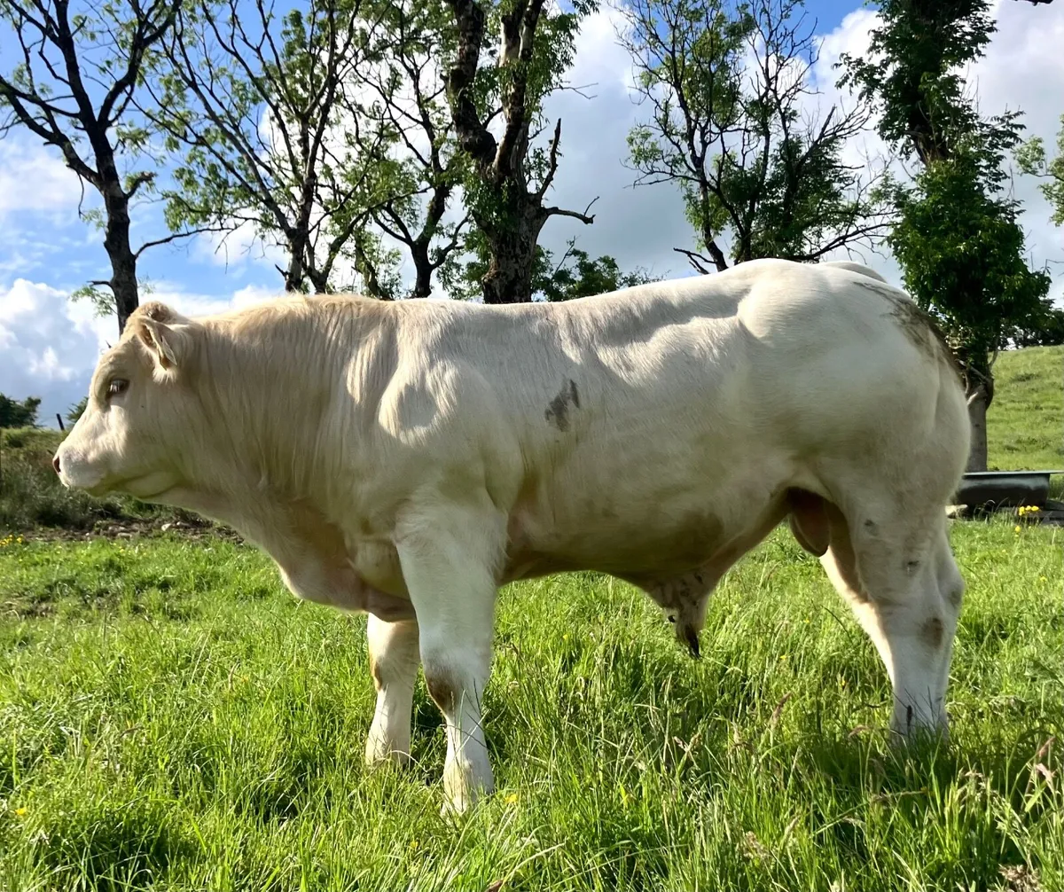 Bull - Image 1
