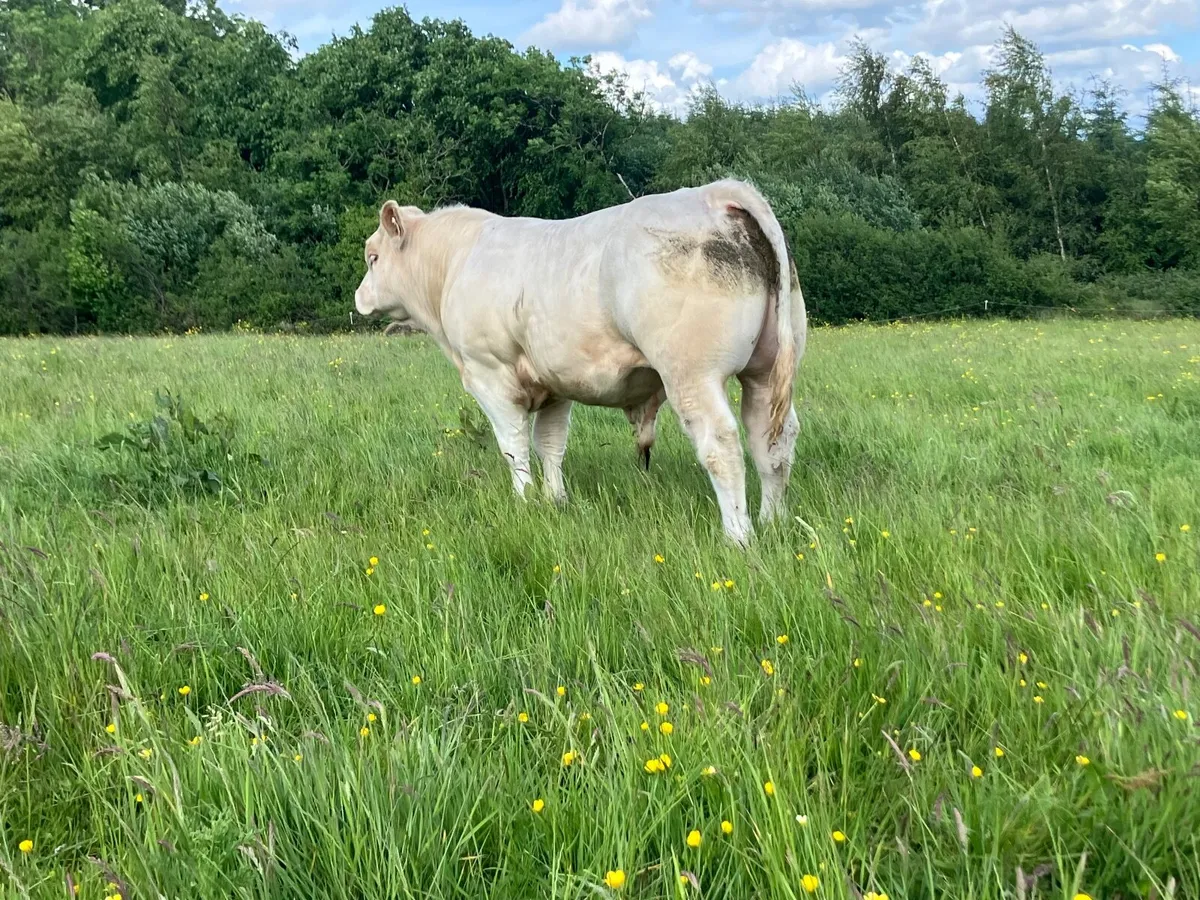 Bull - Image 2