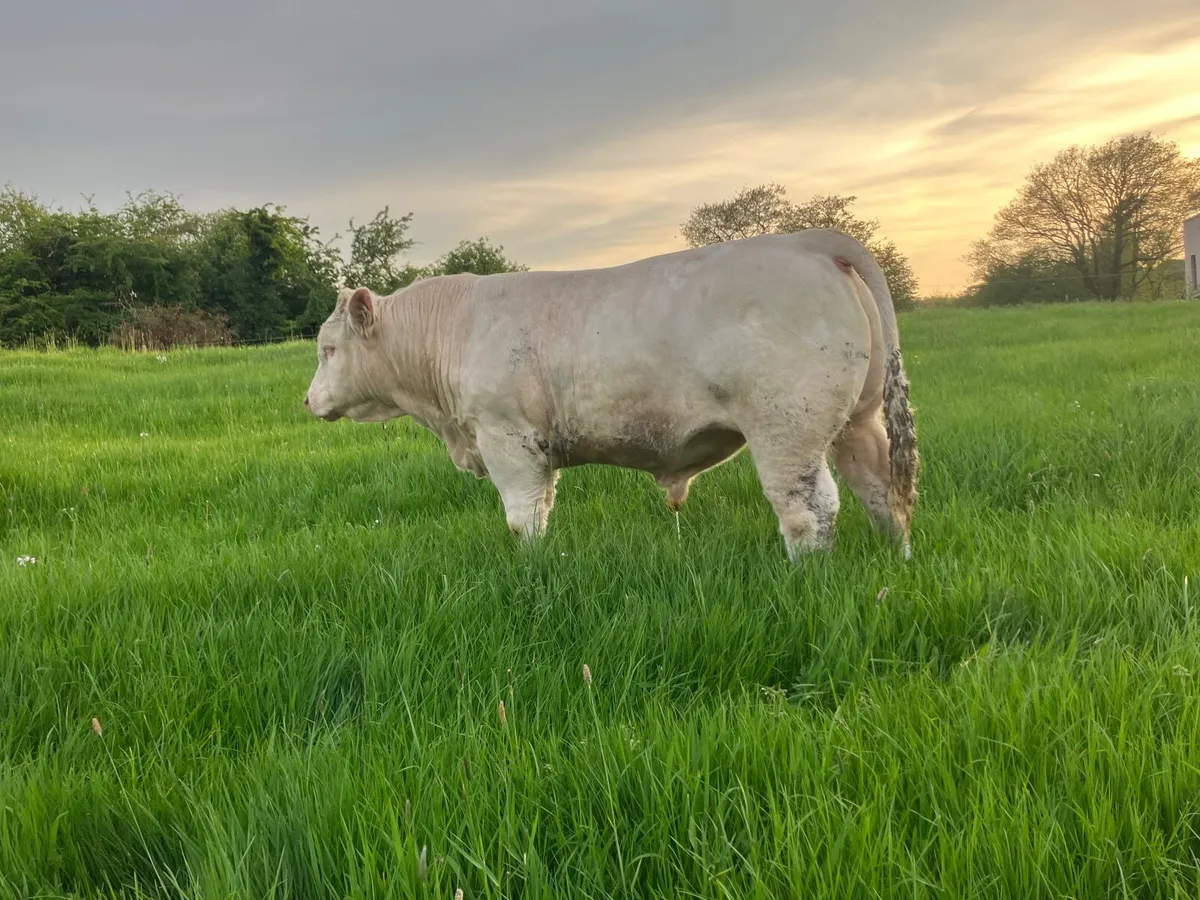 Bull - Image 3