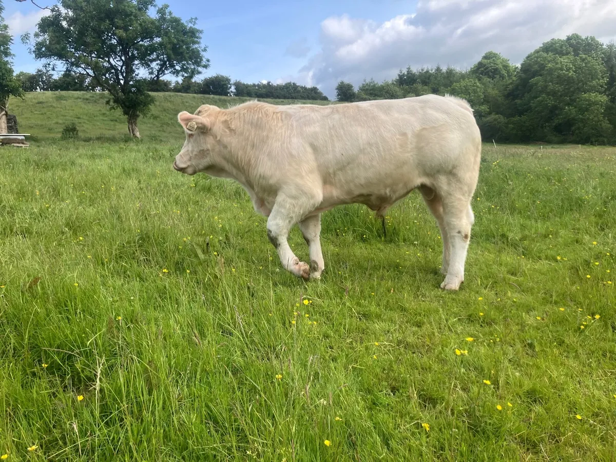Bull - Image 4