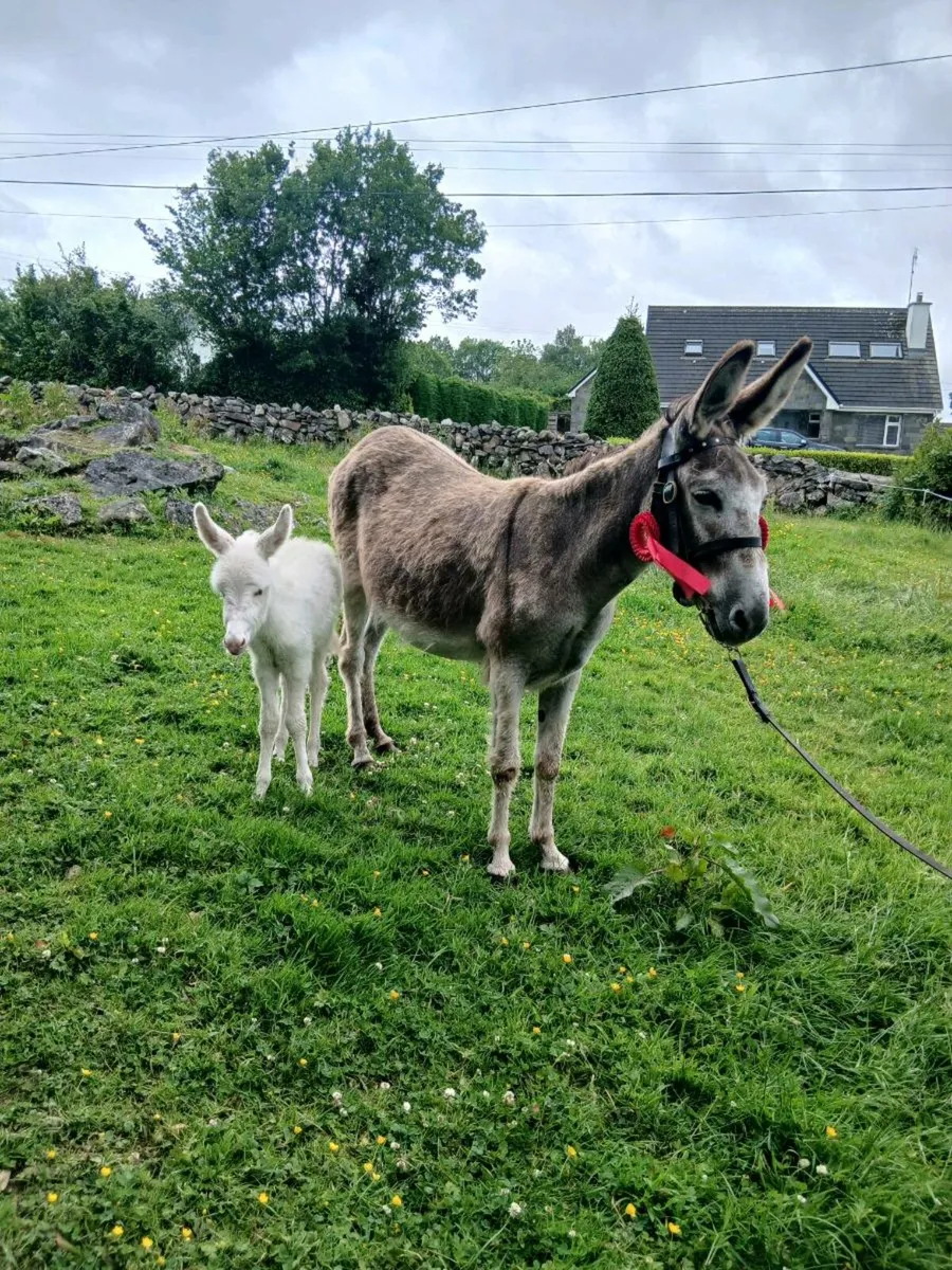 Female Donkey & Foal - Image 1