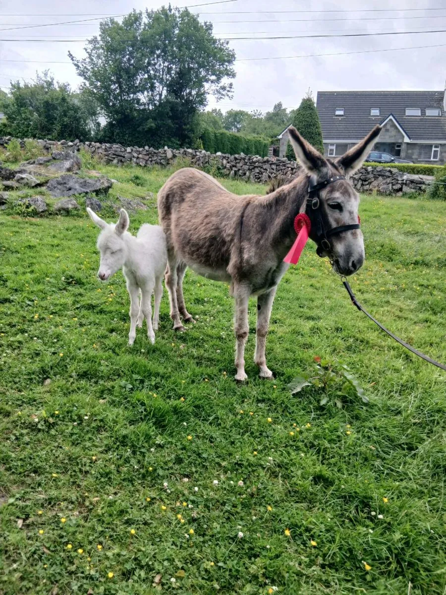 Female Donkey & Foal - Image 2