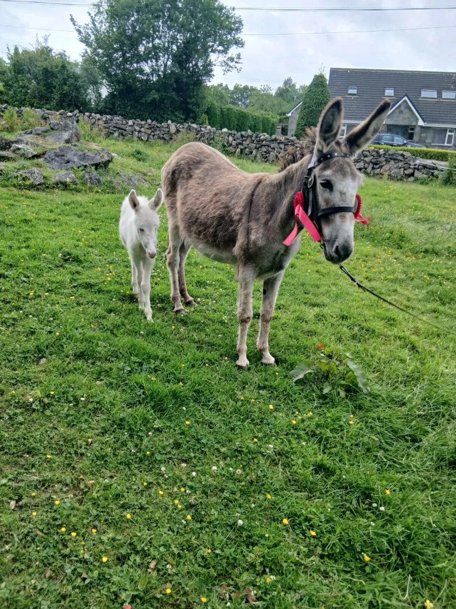 Female Donkey & Foal - Image 3