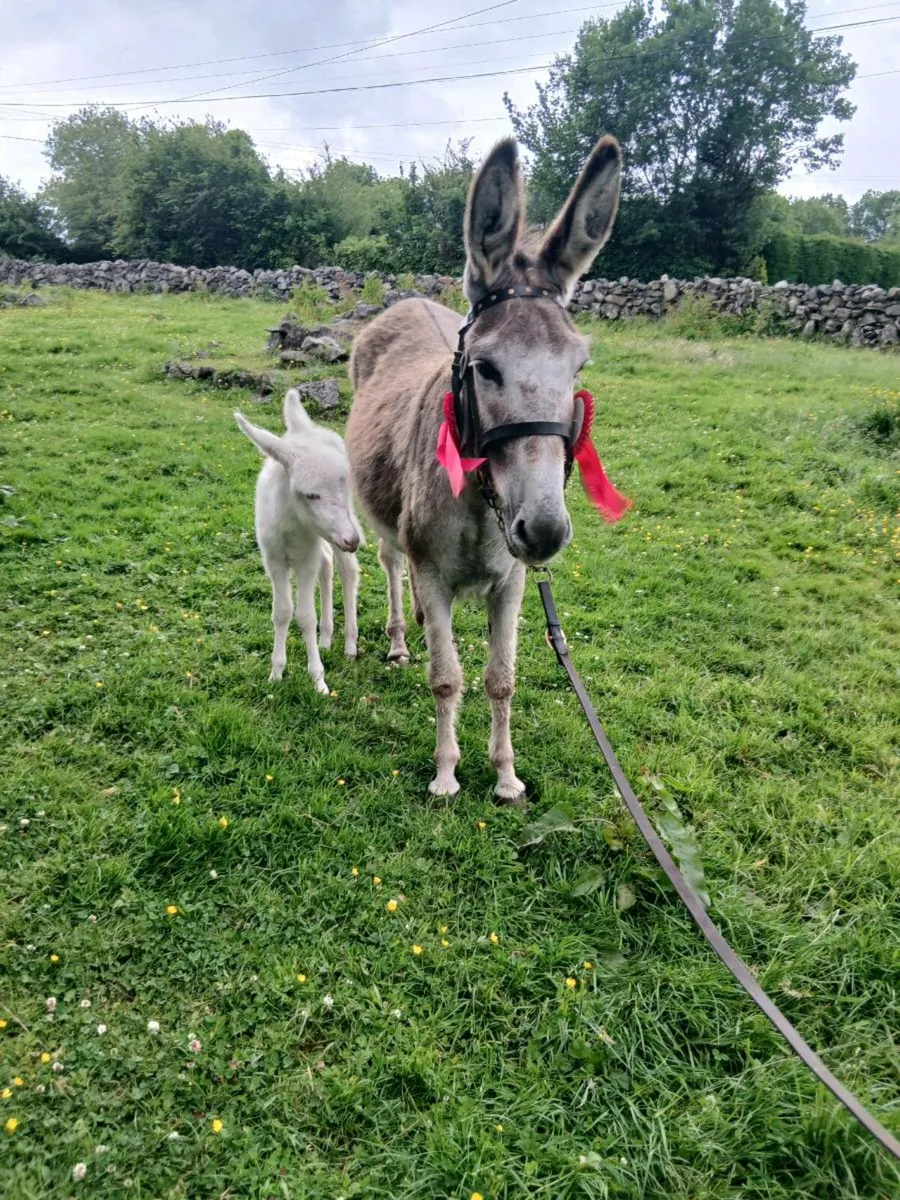 Female Donkey & Foal - Image 4