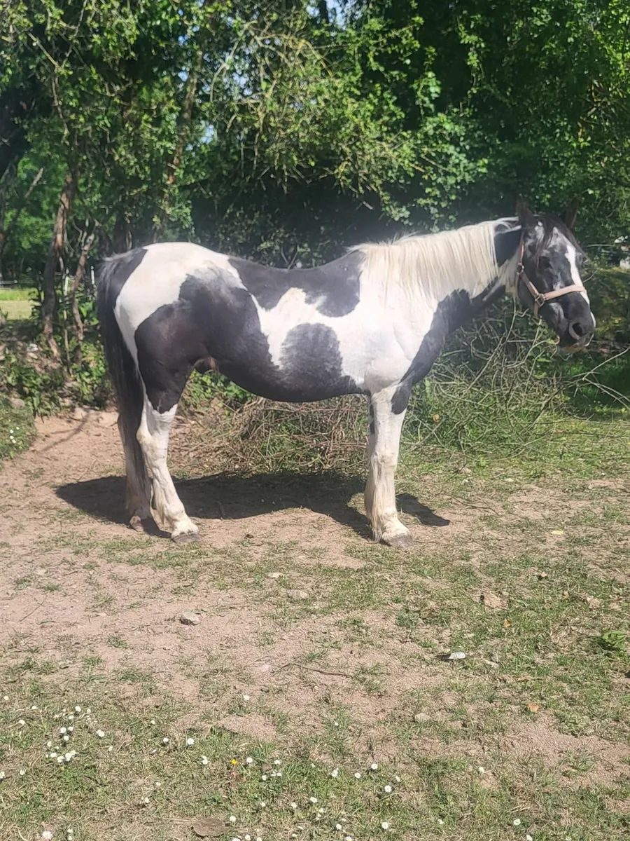 Pony - Image 1