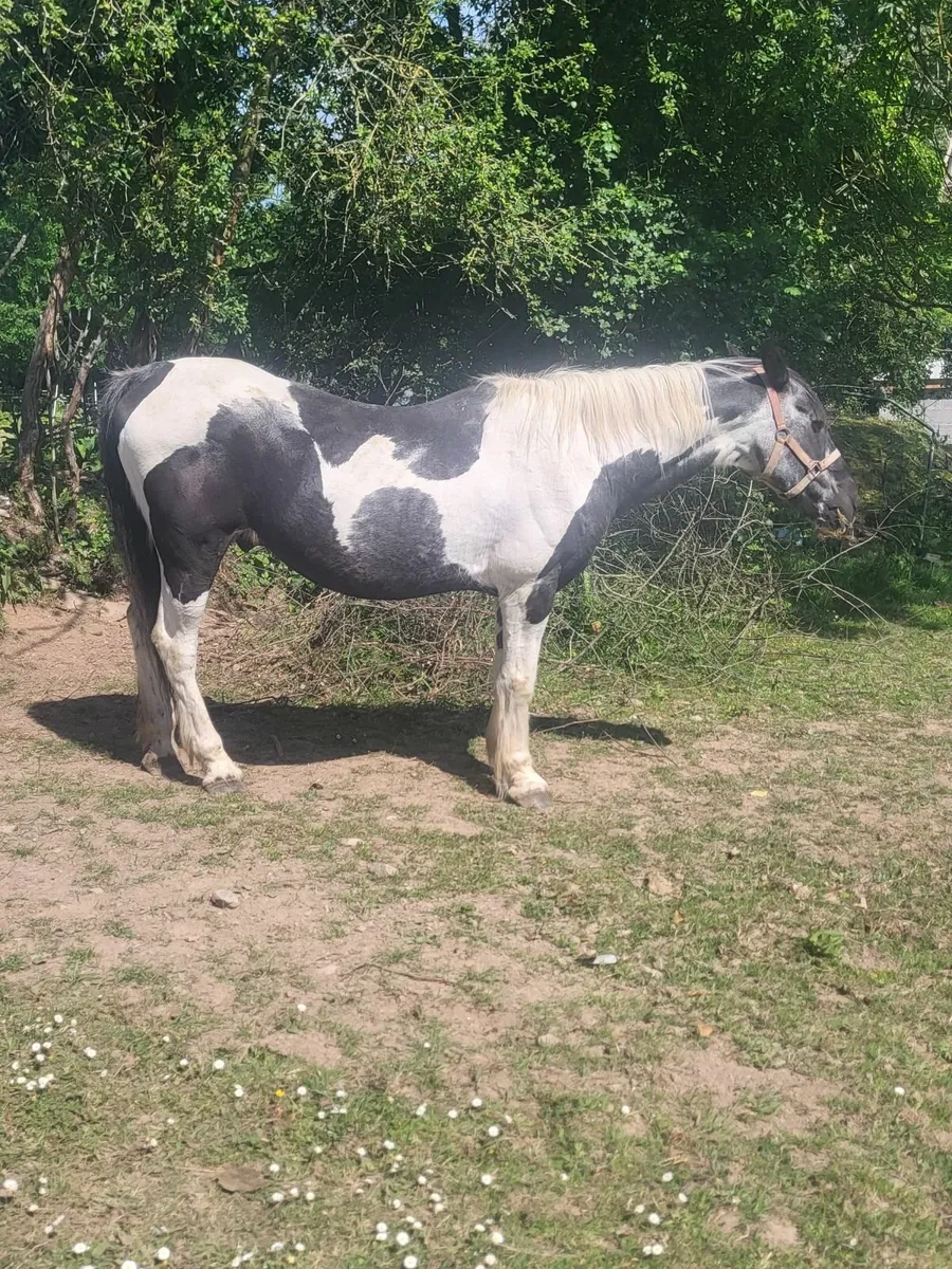 Pony - Image 2