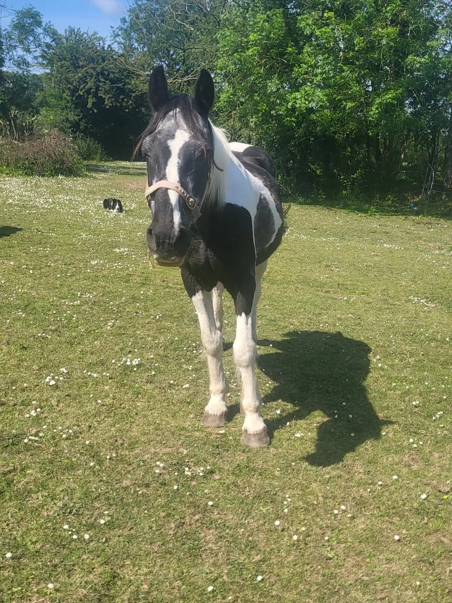 Pony - Image 3