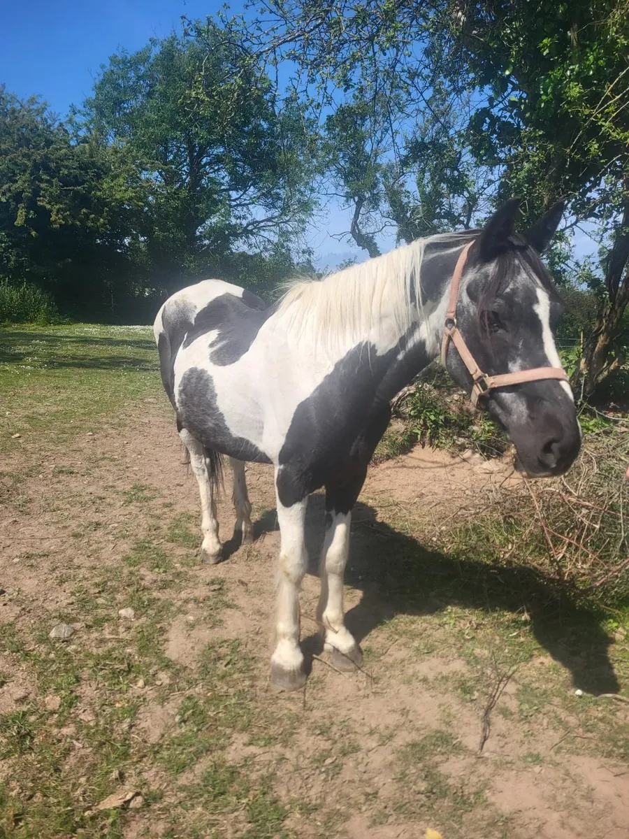 Pony - Image 4