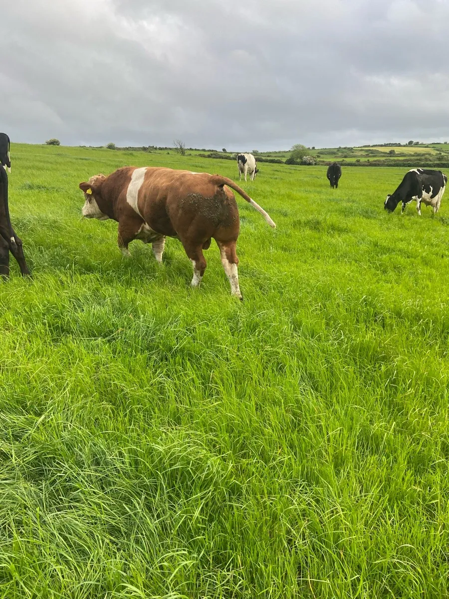 Simmental pedigree bull - Image 1