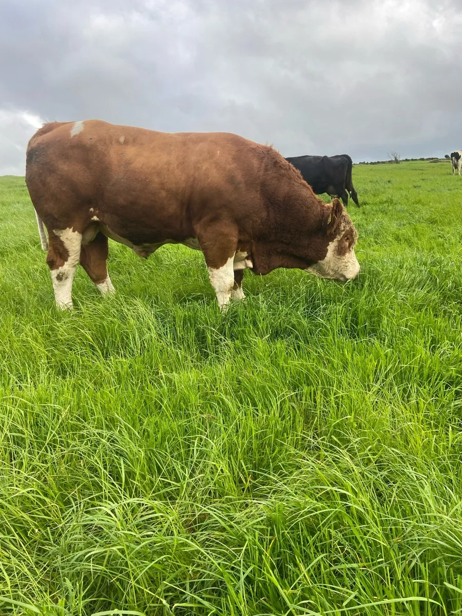 Simmental pedigree bull - Image 2
