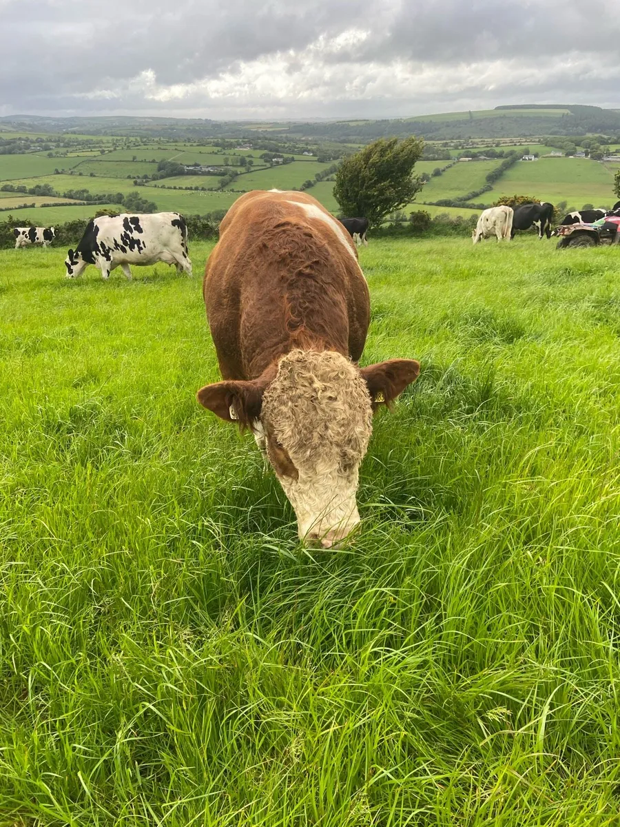 Simmental pedigree bull - Image 3