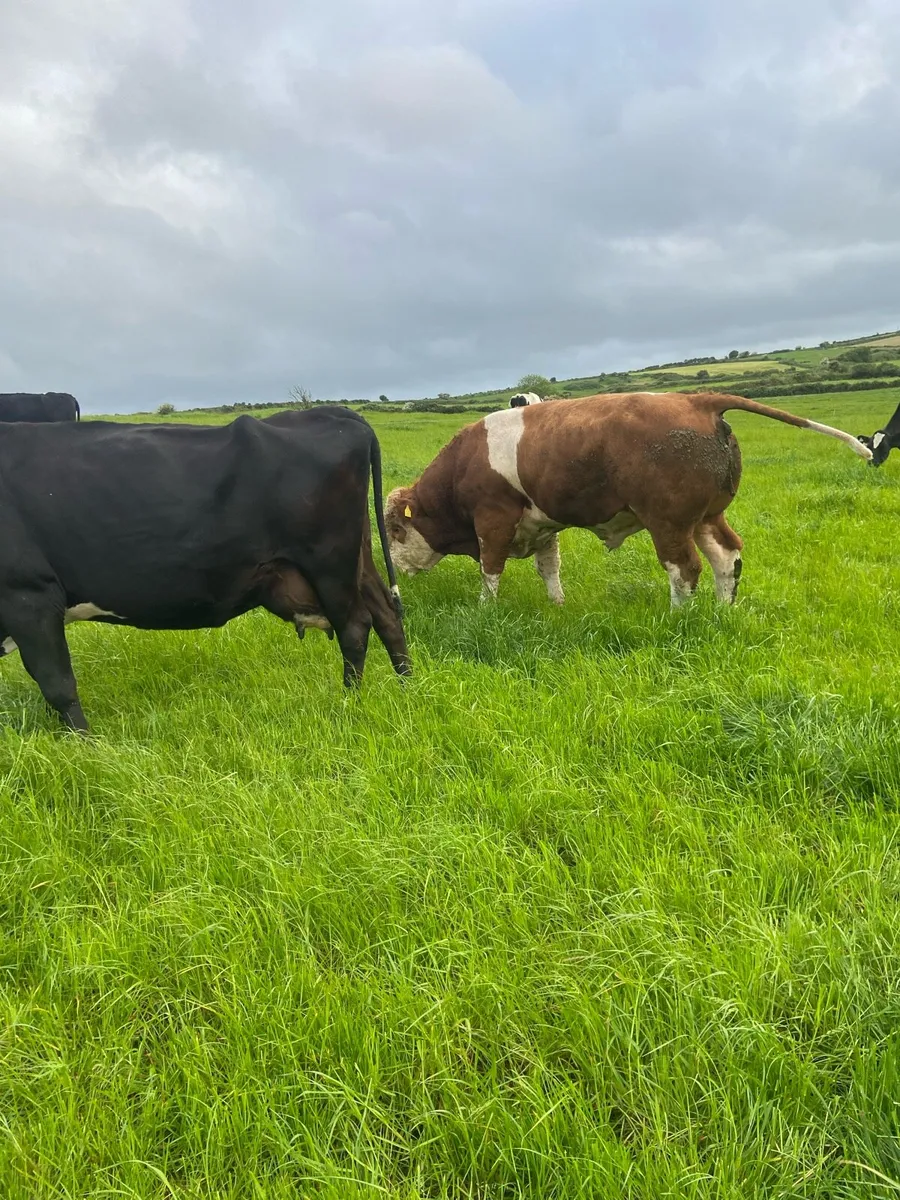 Simmental pedigree bull - Image 4