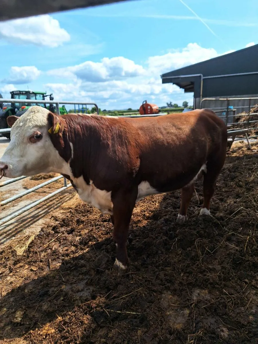 Polled Hereford bull for heifers - Image 3