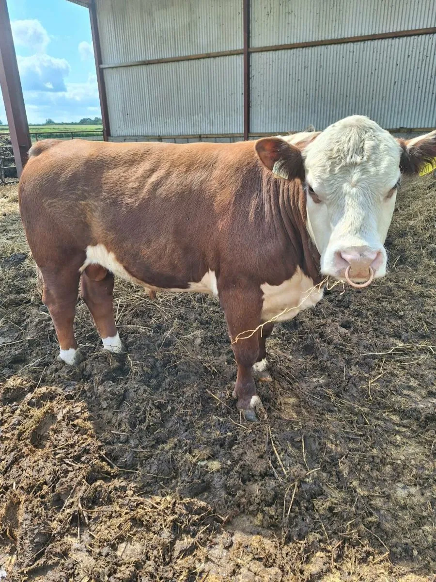 Polled Hereford bull for heifers - Image 4