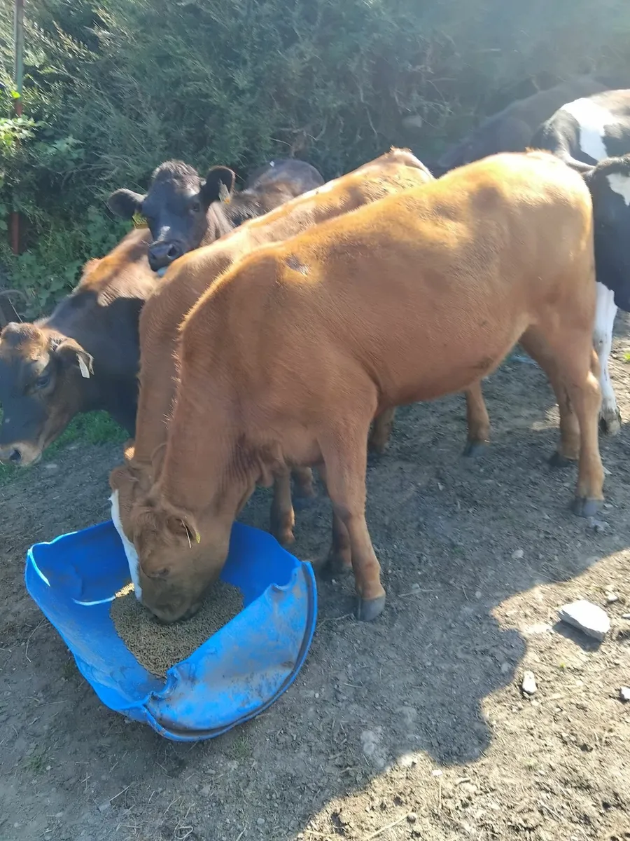 Heifers - Image 1