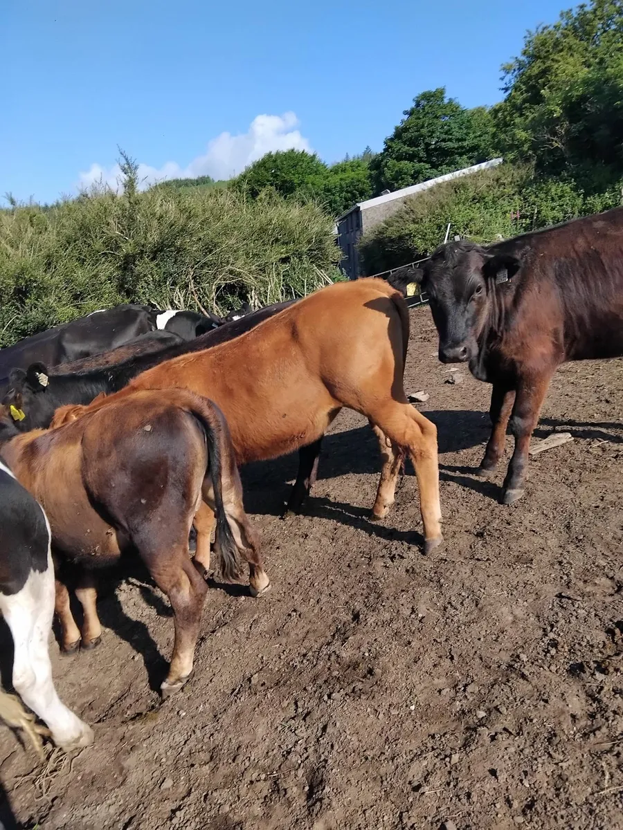 Heifers - Image 2