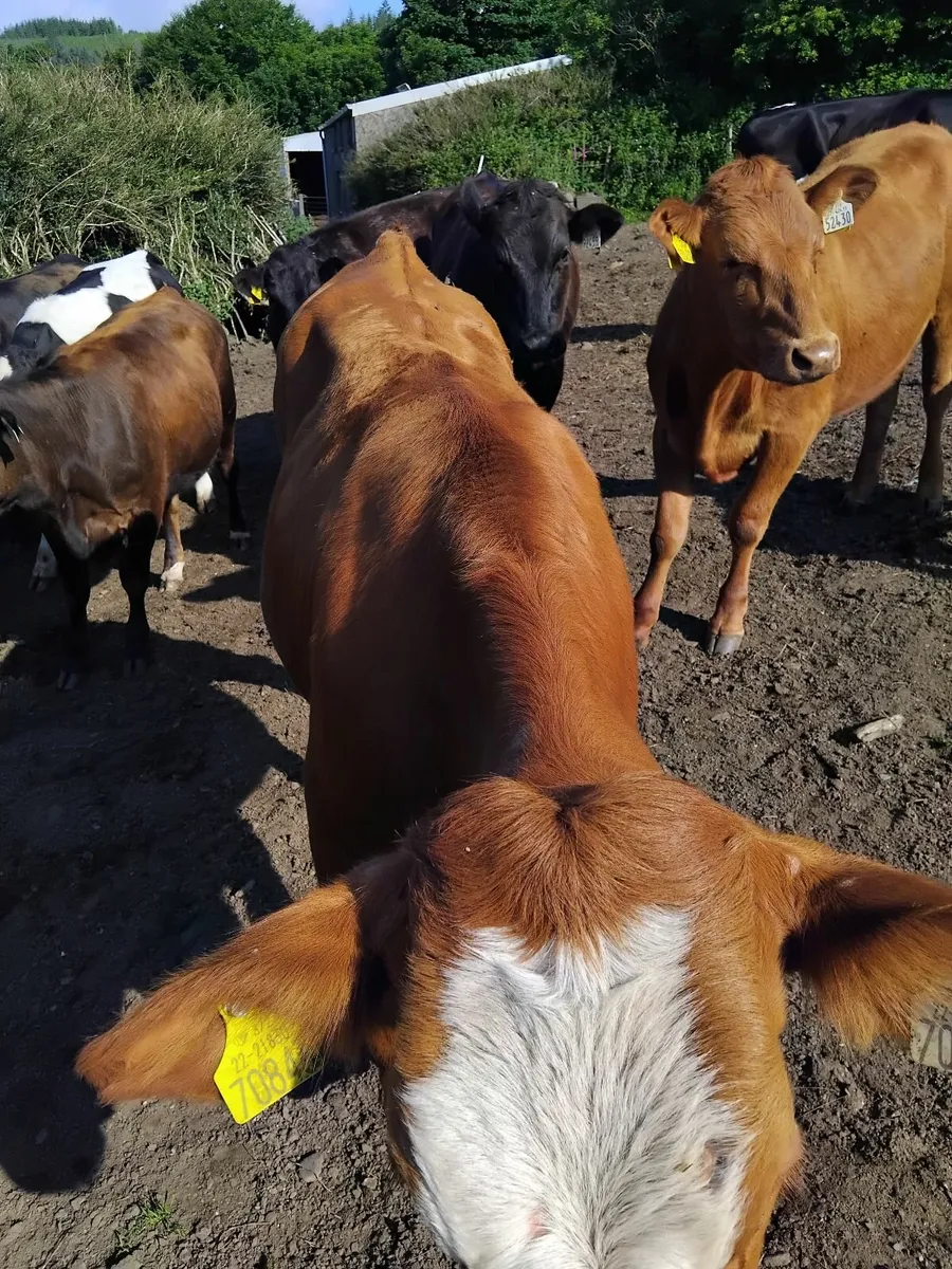 Heifers - Image 3