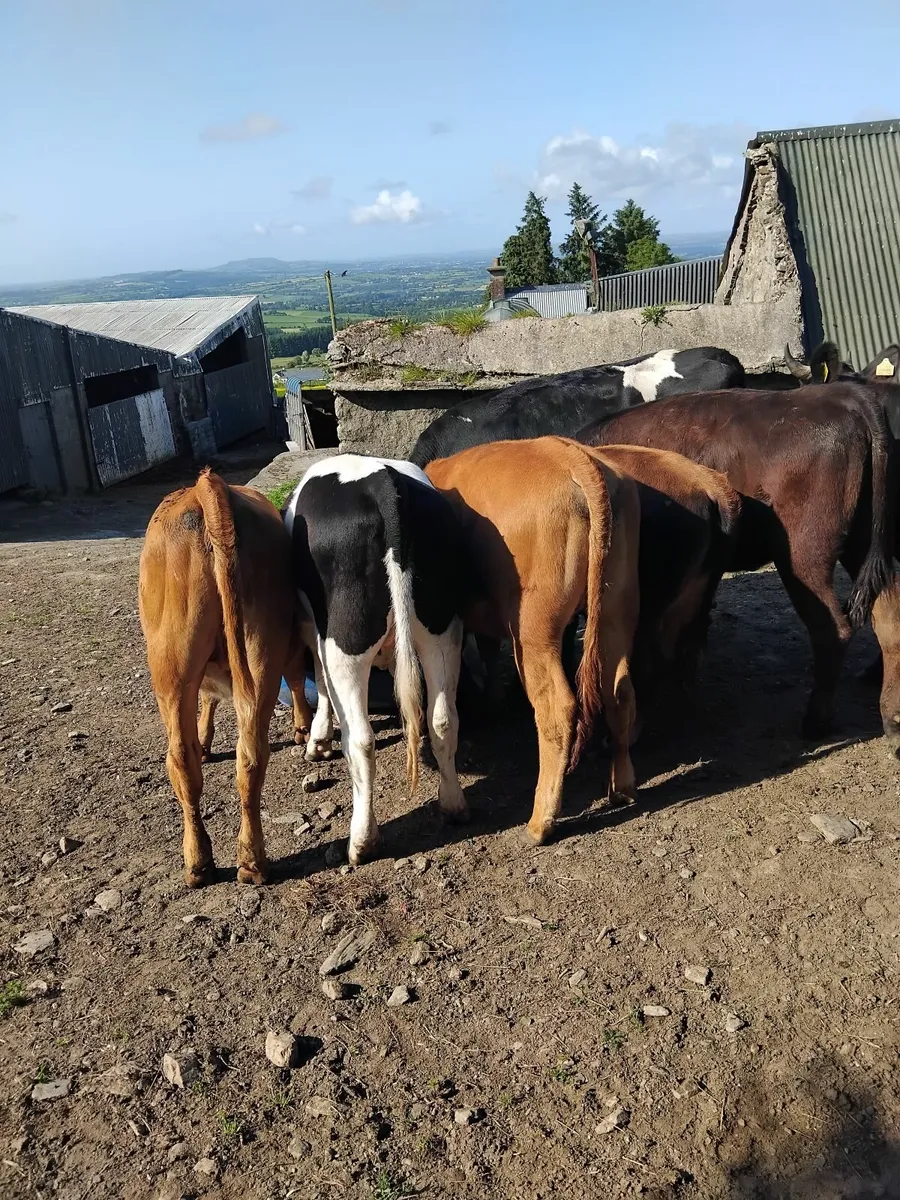 Heifers - Image 4
