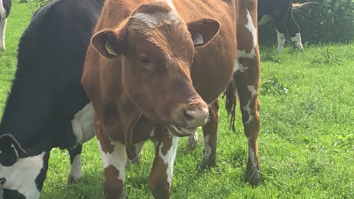 Red Holstein bull - Image 1