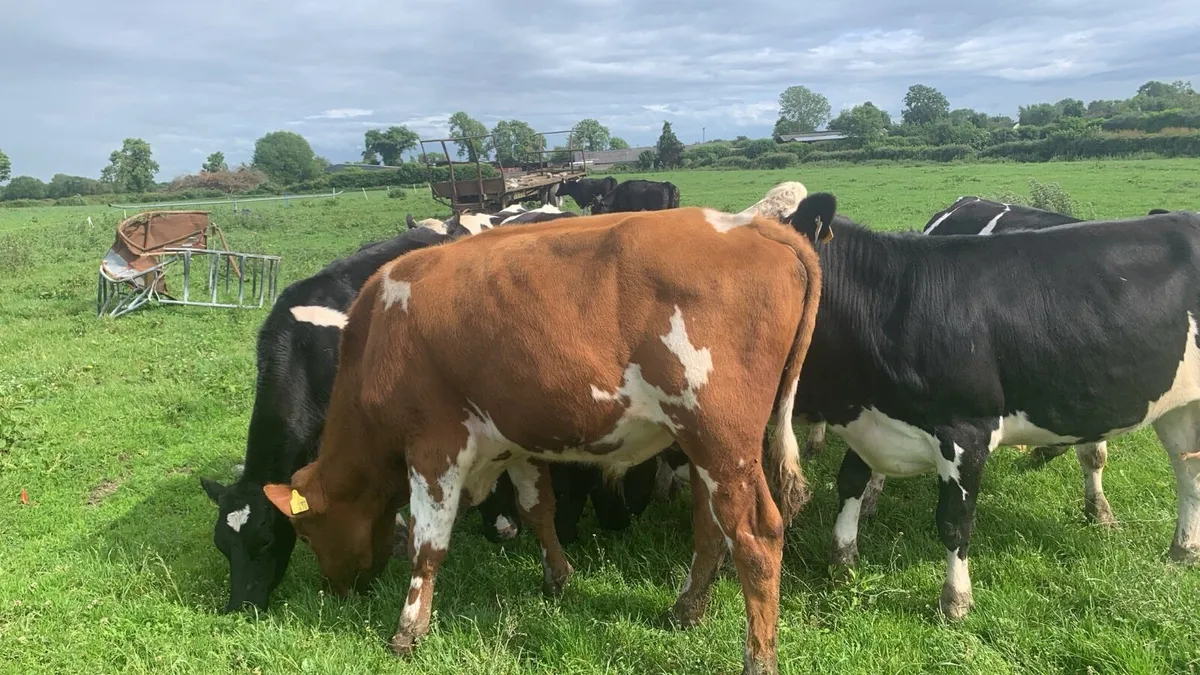 Red Holstein bull - Image 2