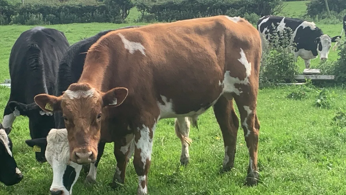 Red Holstein bull - Image 3